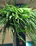 plants